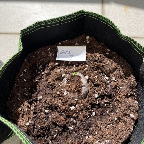 Quick One growlog timeline photo