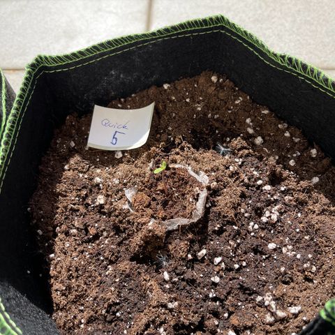 Quick One growlog timeline photo