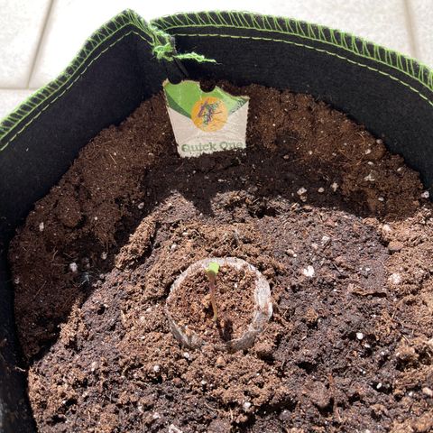 Quick One growlog timeline photo