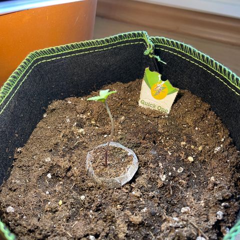 Quick One growlog timeline photo