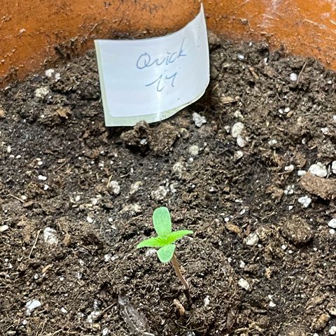 Quick One growlog timeline photo