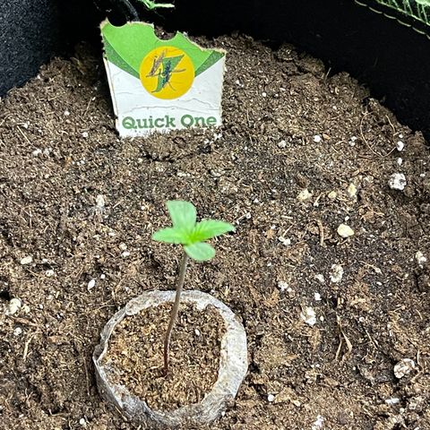 Quick One growlog timeline photo