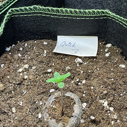 Quick One growlog timeline photo