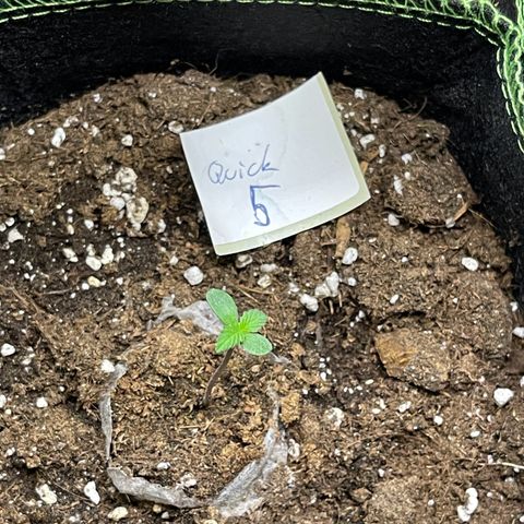 Quick One growlog timeline photo