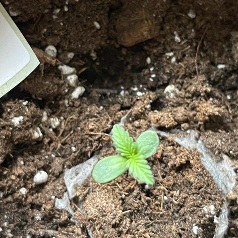 Quick One growlog timeline photo