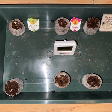 Royal Critical Automatic growlog timeline photo