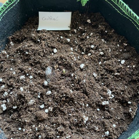 Royal Critical Automatic growlog timeline photo
