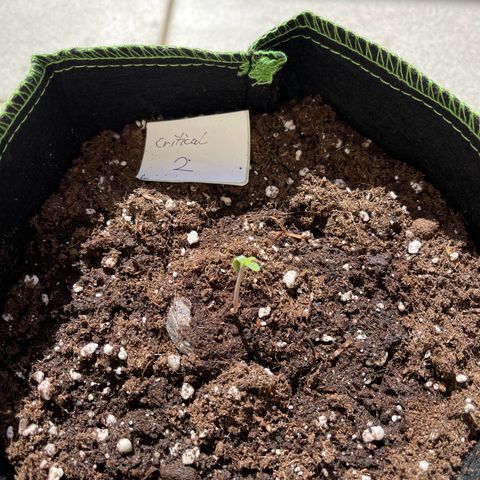 Royal Critical Automatic growlog timeline photo