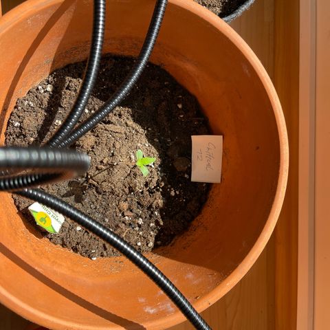 Royal Critical Automatic growlog timeline photo
