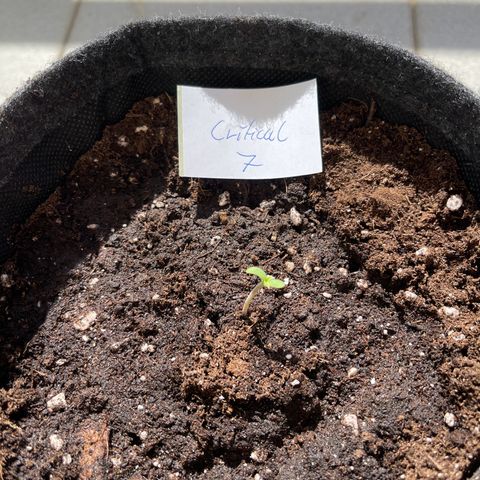 Royal Critical Automatic growlog timeline photo