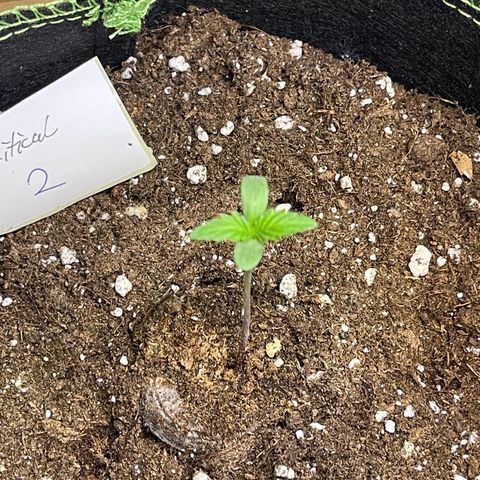Royal Critical Automatic growlog timeline photo