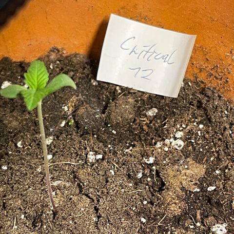 Royal Critical Automatic growlog timeline photo