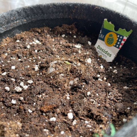 Do-Si-Dos Automatic growlog timeline photo