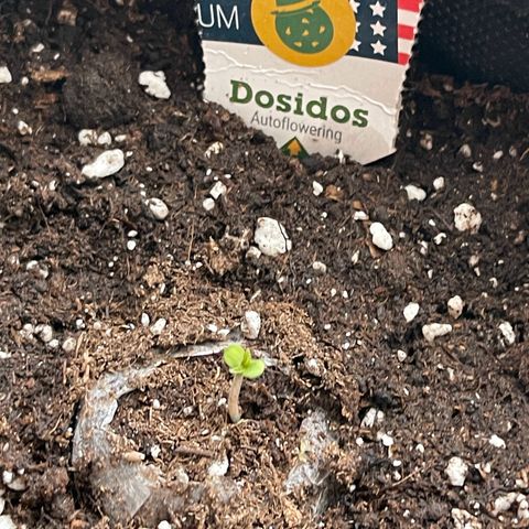 Do-Si-Dos Automatic growlog timeline photo
