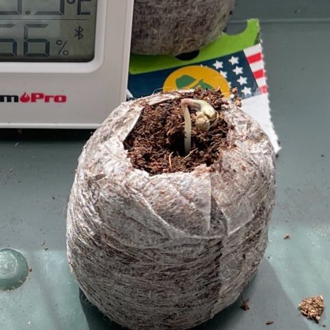 Do-Si-Dos Automatic growlog timeline photo