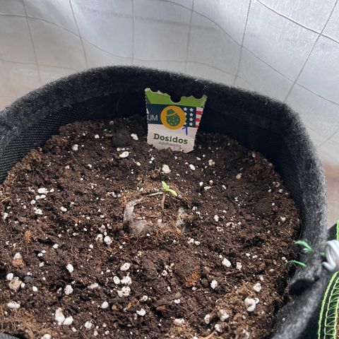 Do-Si-Dos Automatic growlog timeline photo