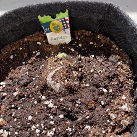 Do-Si-Dos Automatic growlog timeline photo
