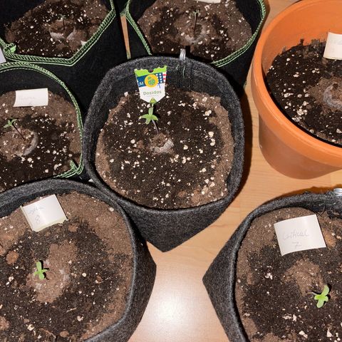 Do-Si-Dos Automatic growlog timeline photo