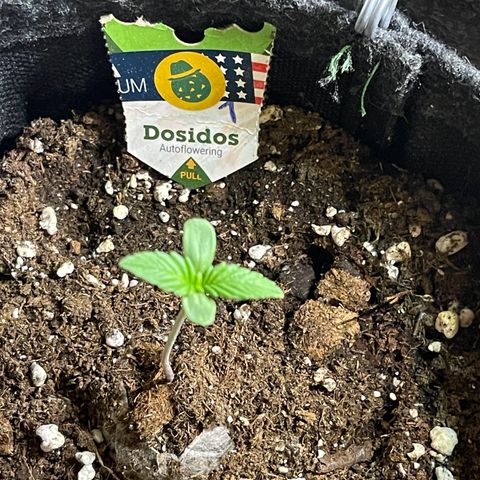 Do-Si-Dos Automatic growlog timeline photo
