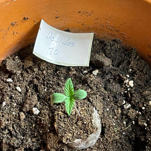 Do-Si-Dos Automatic growlog timeline photo