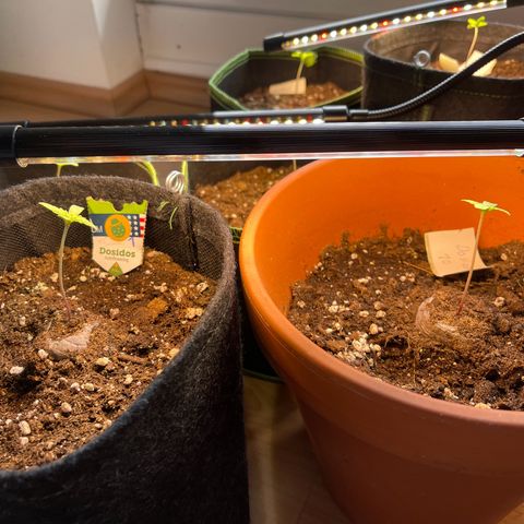 Do-Si-Dos Automatic growlog timeline photo