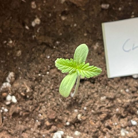 Royal Critical Automatic growlog timeline photo