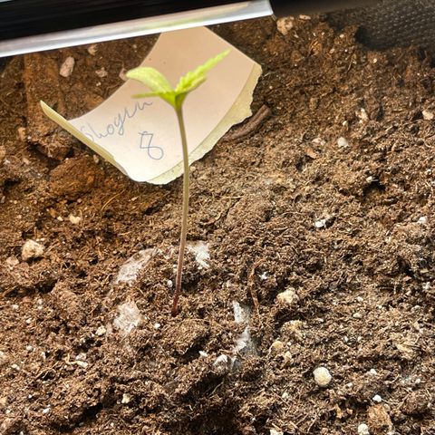 Shogun growlog timeline photo