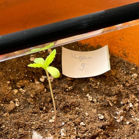Shogun growlog timeline photo