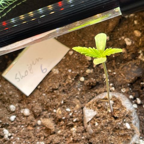 Shogun growlog timeline photo