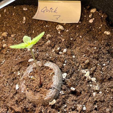 Quick One growlog timeline photo
