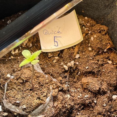 Quick One growlog timeline photo