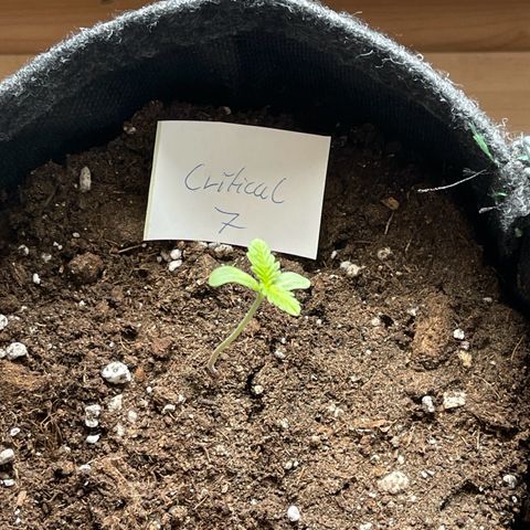 Royal Critical Automatic growlog timeline photo