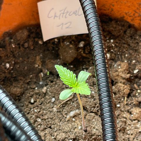 Royal Critical Automatic growlog timeline photo