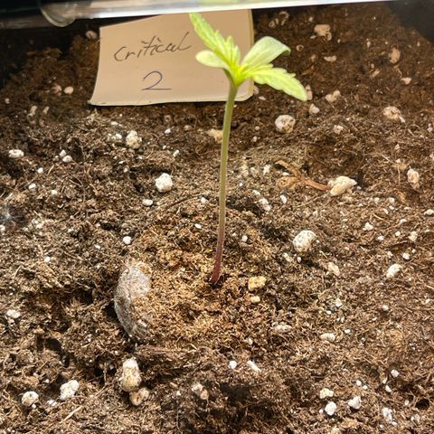 Royal Critical Automatic growlog timeline photo
