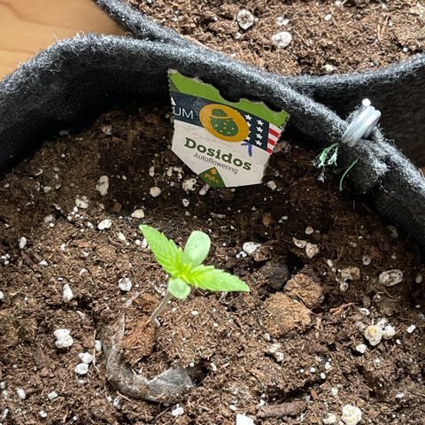 Do-Si-Dos Automatic growlog timeline photo