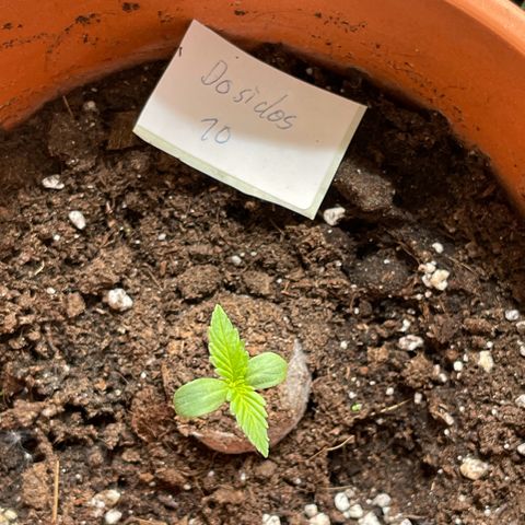 Do-Si-Dos Automatic growlog timeline photo
