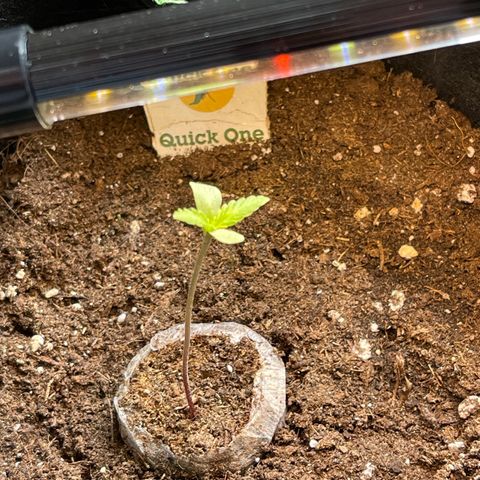 Quick One growlog timeline photo