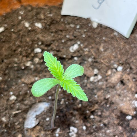 Shogun growlog timeline photo