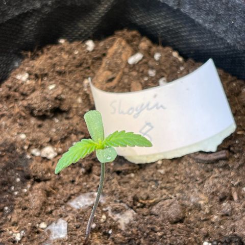Shogun growlog timeline photo