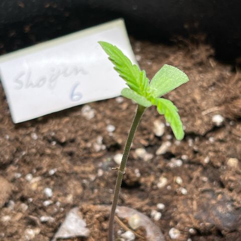 Shogun growlog timeline photo