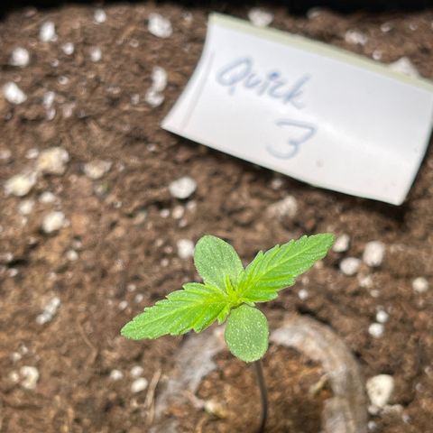 Quick One growlog timeline photo