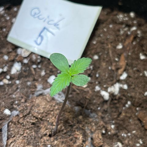 Quick One growlog timeline photo