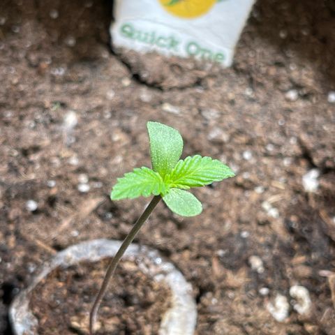 Quick One growlog timeline photo