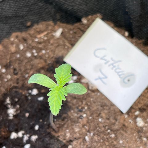 Royal Critical Automatic growlog timeline photo