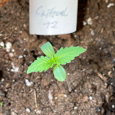 Royal Critical Automatic growlog timeline photo