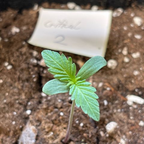 Royal Critical Automatic growlog timeline photo