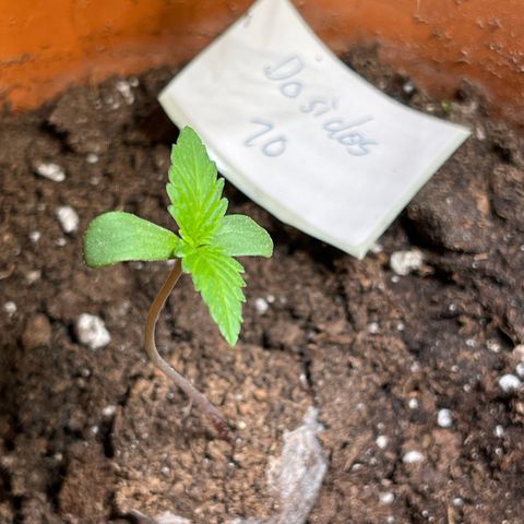Do-Si-Dos Automatic growlog timeline photo