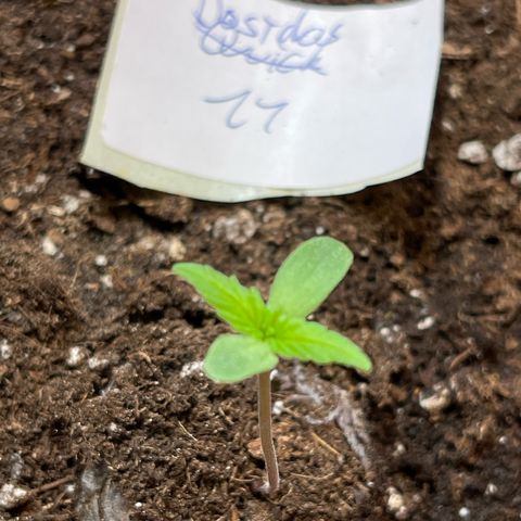 Do-Si-Dos Automatic growlog timeline photo