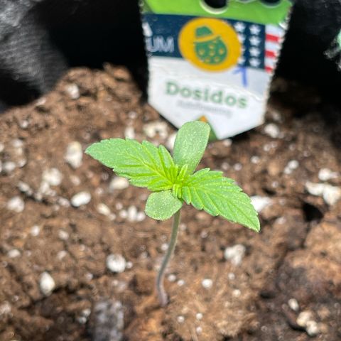 Do-Si-Dos Automatic growlog timeline photo