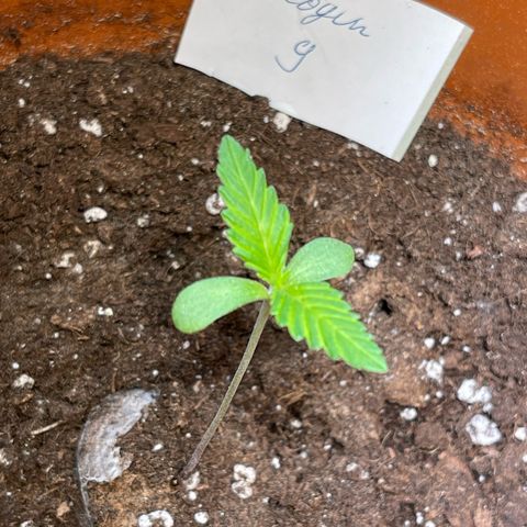 Shogun growlog timeline photo